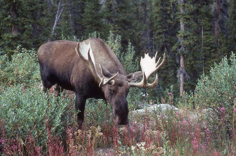C Rockies 044 Sep-1981 Moose.jpg